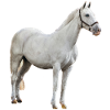 Cheval - moisissure