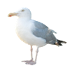 Gull