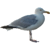 Gull