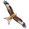 Red kite flying