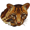Ocelot Hoved, Stor Kat, Dyreansigter