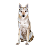 Wolfdog