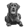 Labrador