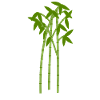 bamboo