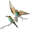 Bee-eaters in approach
