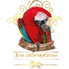 Red Macaw