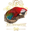 red macaw