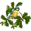 Tit bird