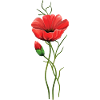 Fleurs