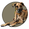 Irischer Wolfshund Mischling HundLieblingshund