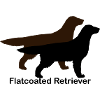 Flatcoated Retriever black and liver