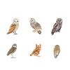 Specie gufo, gufi & gufi, ventaglio gufo