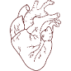 Human heart
