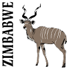 Zimbabwe - Zimbabwe - Kudu Antelope