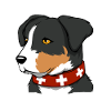 Schweizer Sennenhund Bauernhund Berghund Geschenk