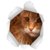 Katze Loch Papier