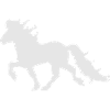 Noble cheval islandais, tölter, tölt