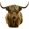 Scottish Highlander
