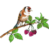 Bunte Vogel