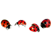 4 Ladybug Persectives