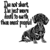 Dachshund