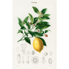 citron