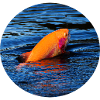 Fishing Gold Trout - Trout Fishing