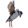 Puffins in flight