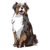Australian Shepherd