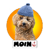 Pudel mit Pudelmütze "Moin"