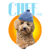 Poodle with poodle hat "Chefchen"