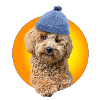 Poodle with poodle hat