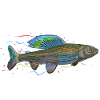 Chromatic iridescent fish - grayling