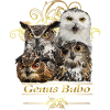 Owls