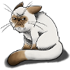 Gumpy Cat