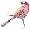 Vogel