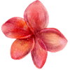 Blume rot