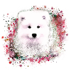 Samoyed, hund, hunderaser, hvit, rød, maleri