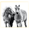 Cheval - Chevaux - Poney