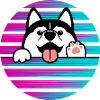 Husky chien husky