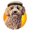 Poodle Pepe with cap