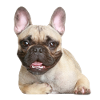Bulldog