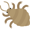 Louse