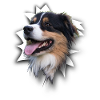 Australian Shepherd