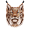 Luchs