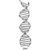 Cycling DNA