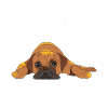 Mops Geschenk
