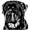 Rottweiler Dog Sports Watchdog Fighting Dog Dogs