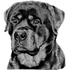 Rottweiler chien chien de garde chiens