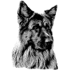 Schäferhund Deutscher Schäferhund German Shepherd
